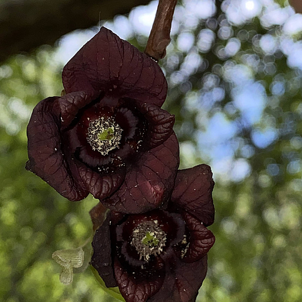 intern request image